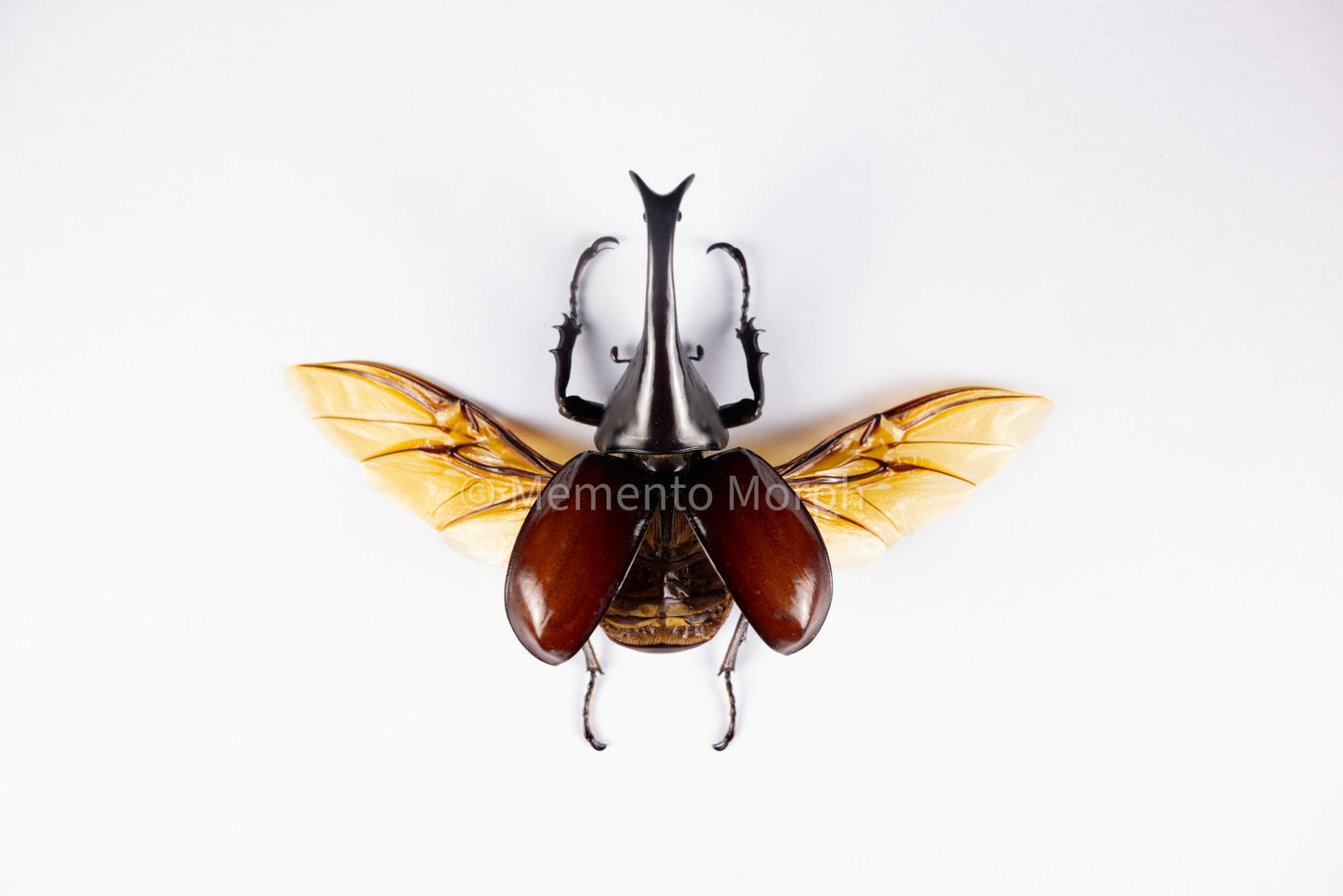 Xylotrupes Gideon (Spread)