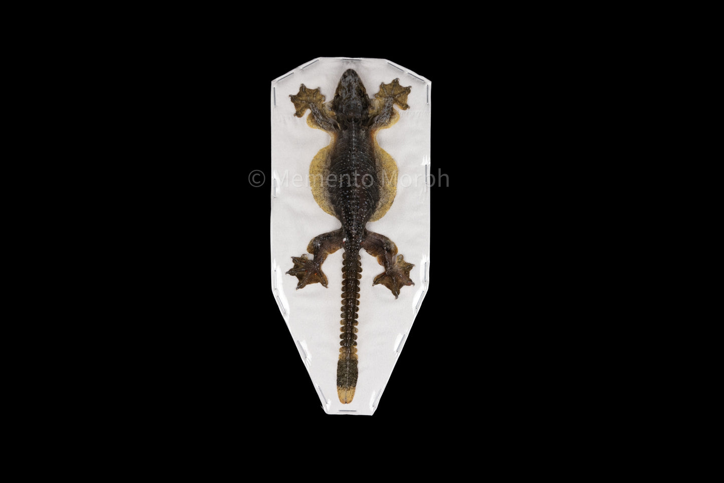 Flying Gecko (Preserved)