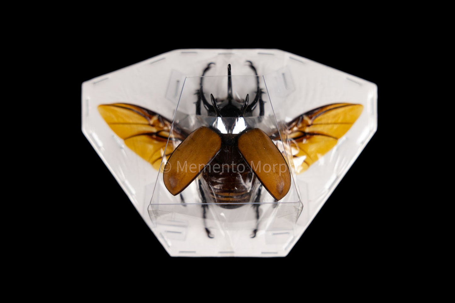 Eupatorus Gracillicornis (Spread)