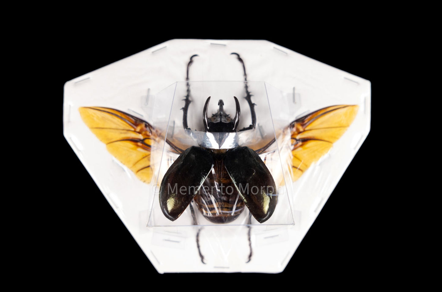 Chalcosoma Atlas (Spread)