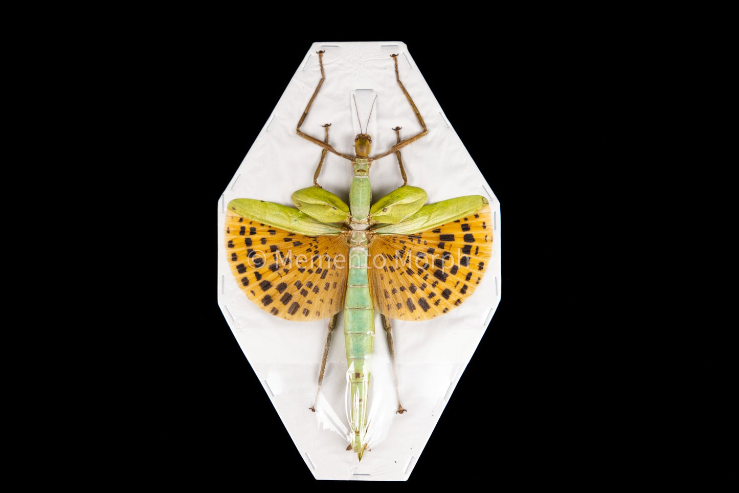 Paracyphocrania Major (Spread)