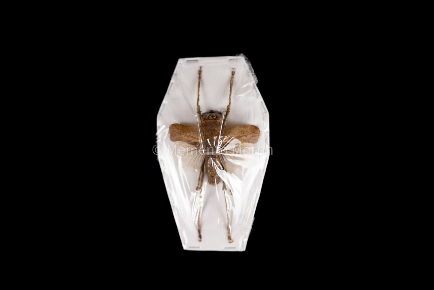 Acridoxena Hewiana (Spread)