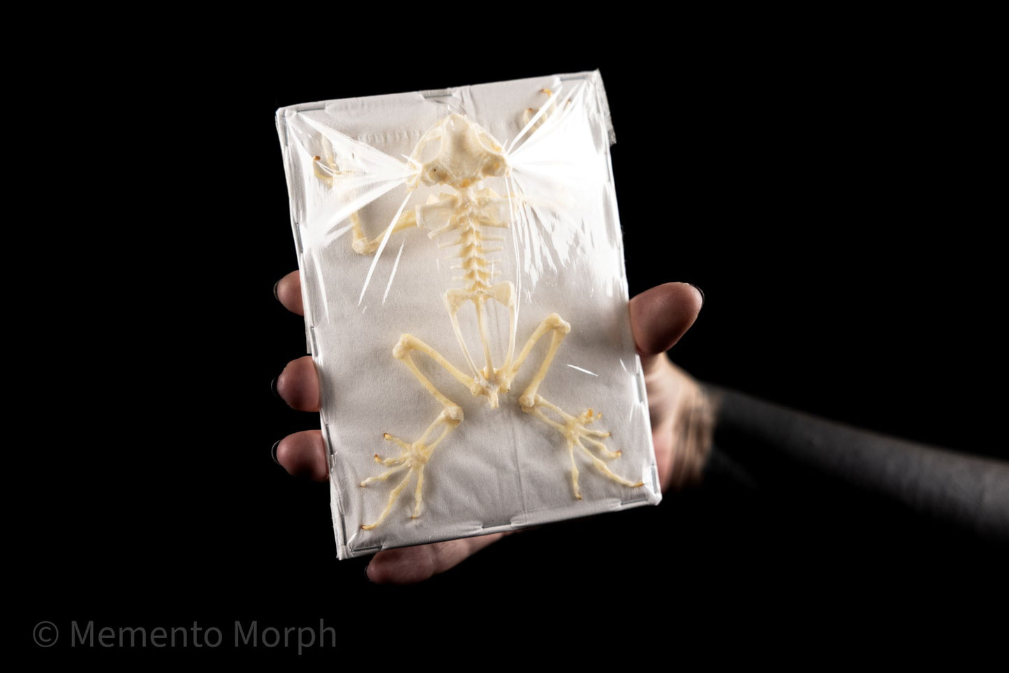 Duttaphrynus Melanostictus skeleton (Preserved)