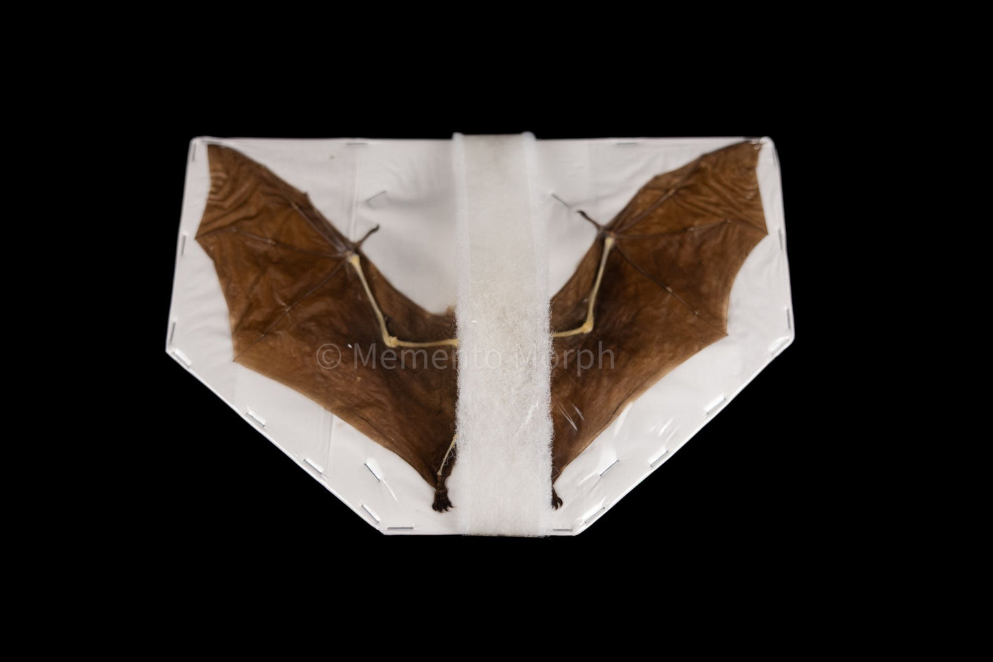 Macroglossus Minimus (Preserved)