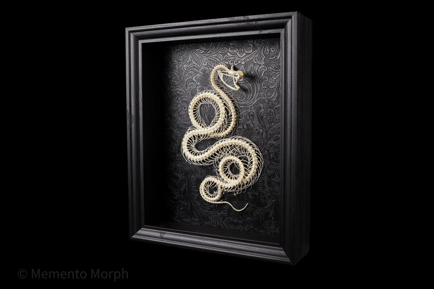 Framed Trimeresurus Albolabris Skeleton with Black Ornamental Background