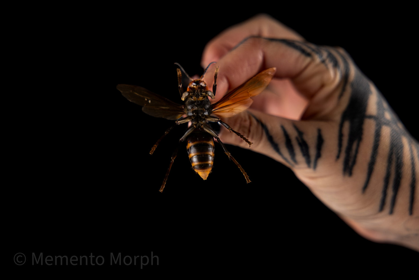 Vespa Mandarinia - Queen (Spread)