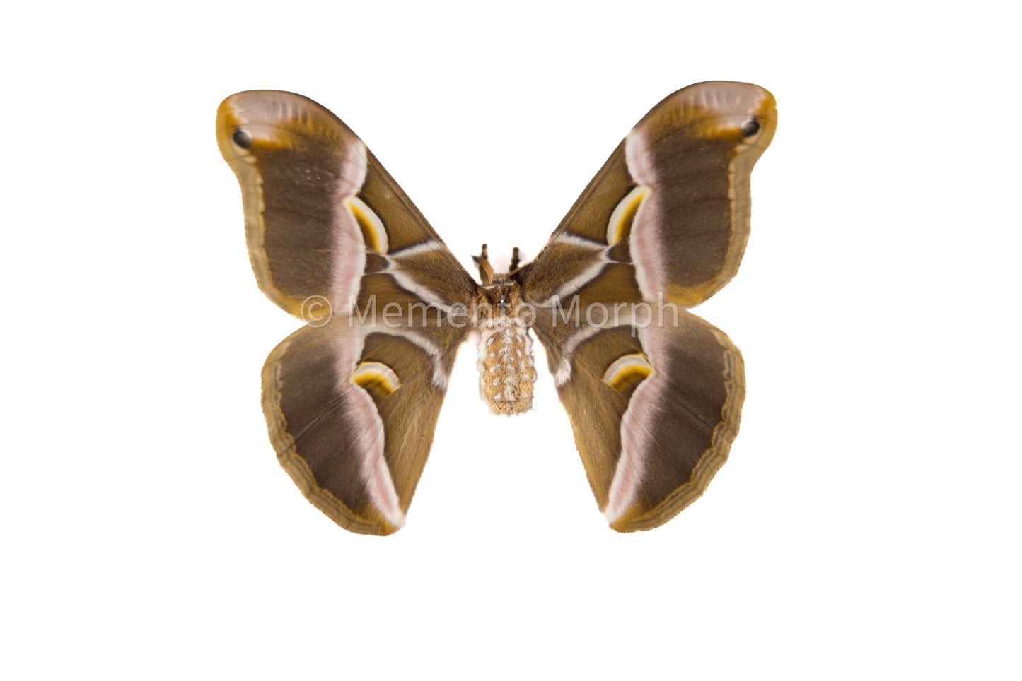 Samia Cynthia Moth (Spread)