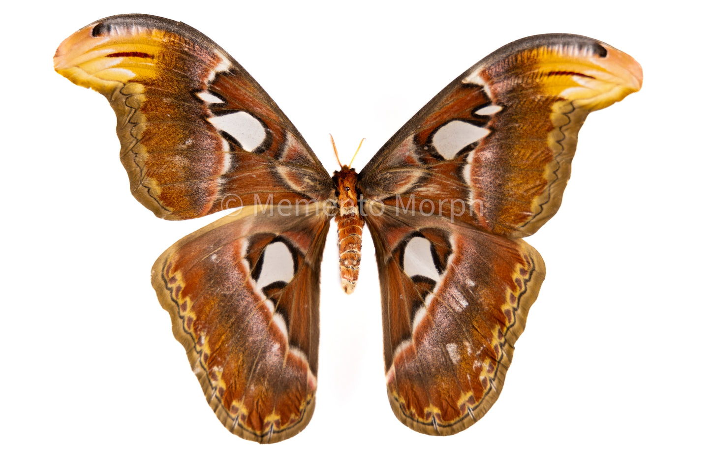 Attacus Atlas Moth (Folded Wings)