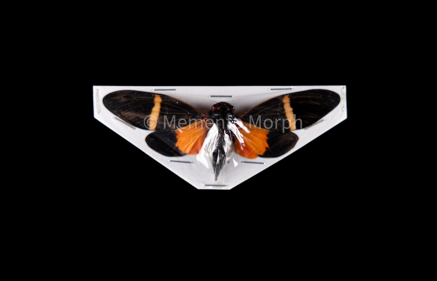 Toseana Paviei Cicada (Spread)