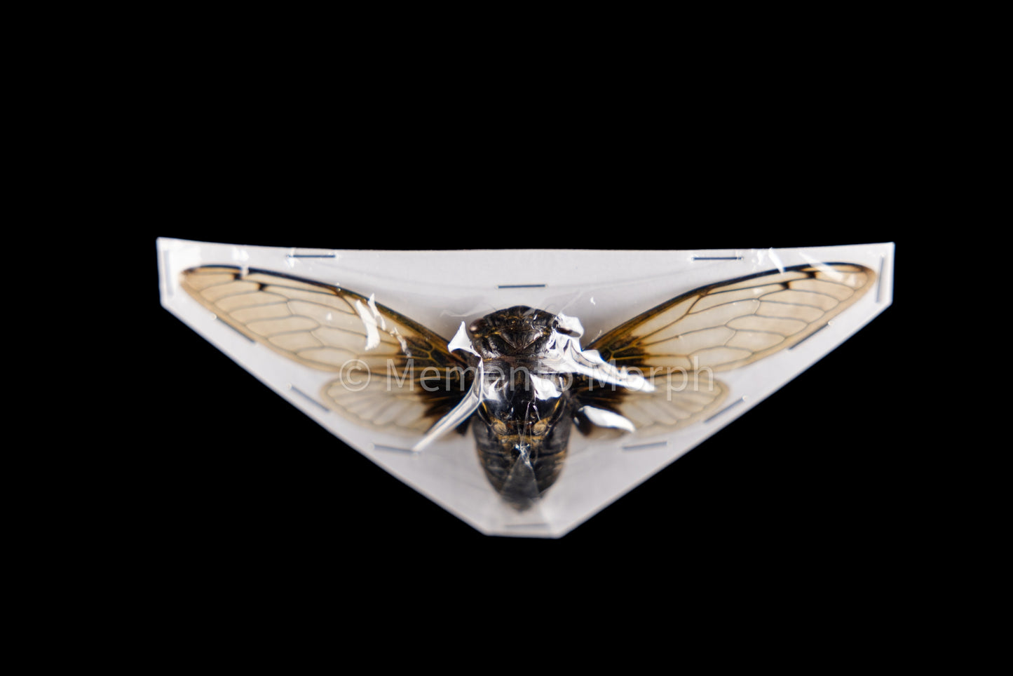 Cryptotympana Nitidula Cicada (Spread)