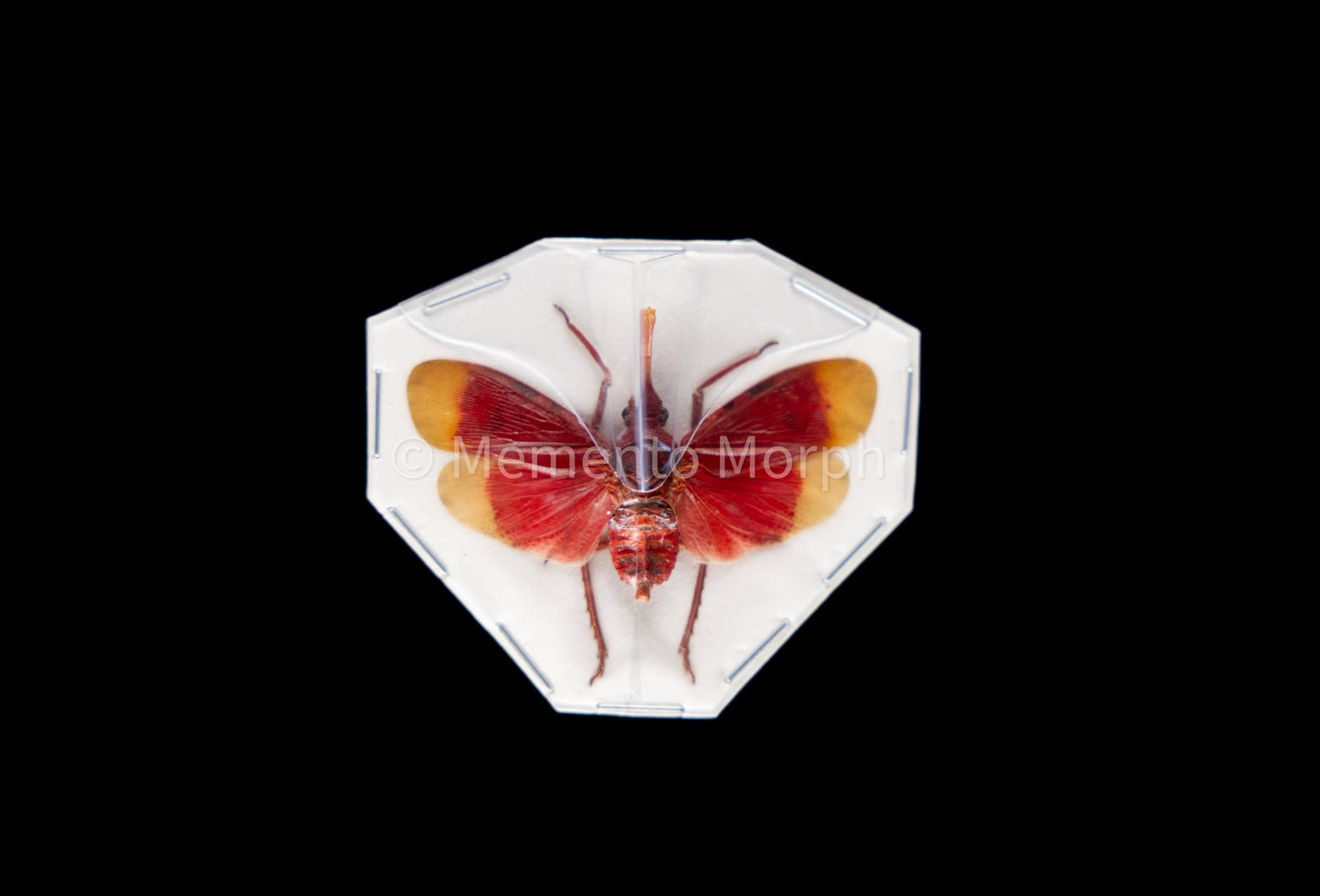 Pyrops Hamjahii Lanternfly (Spread)