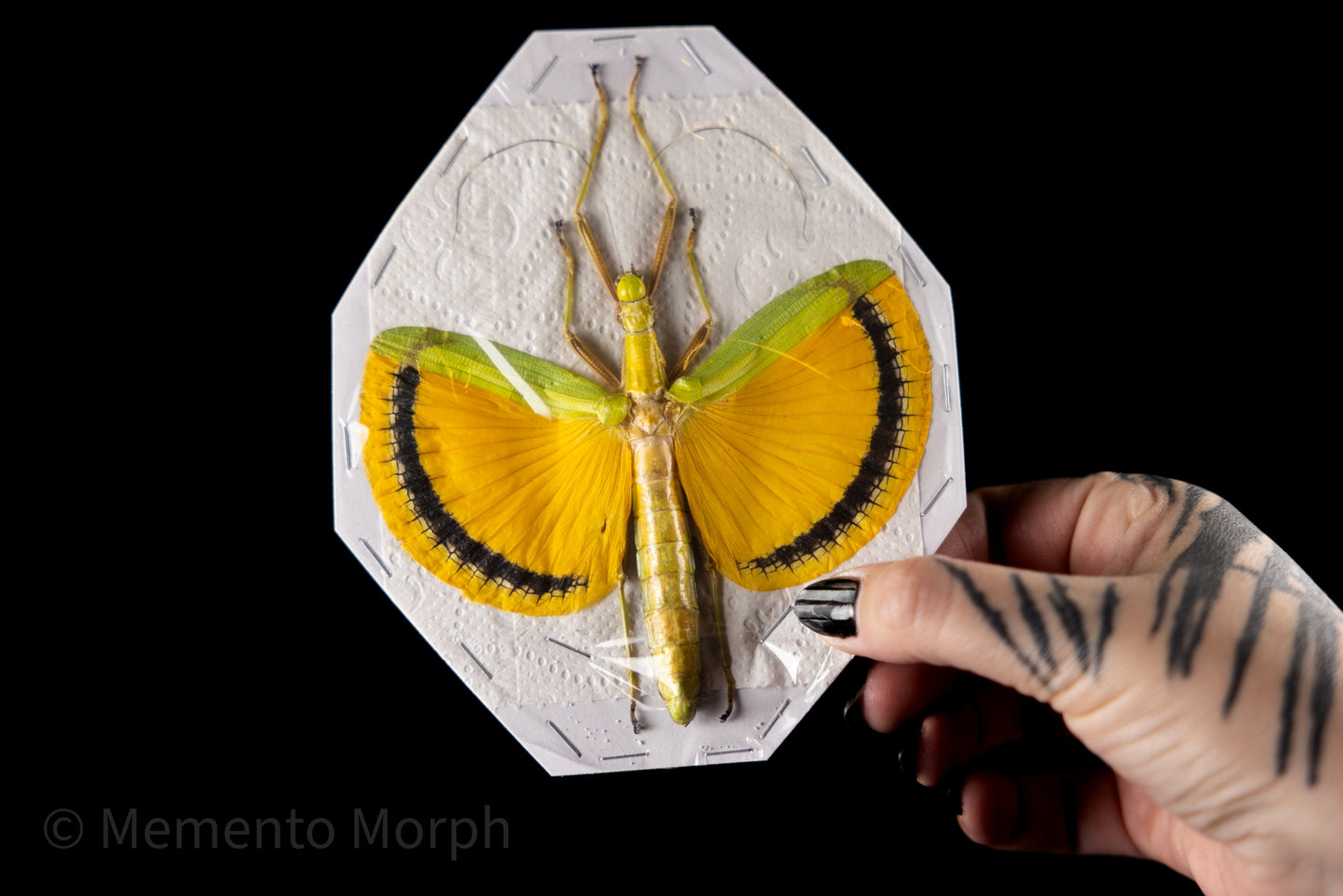 Tagesoidea Nigrofasciata (Spread)