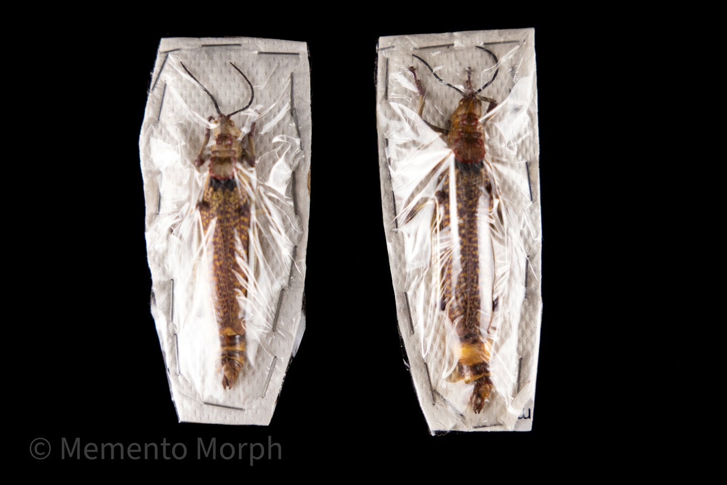 Phymateus Aegrotus (Unmounted)