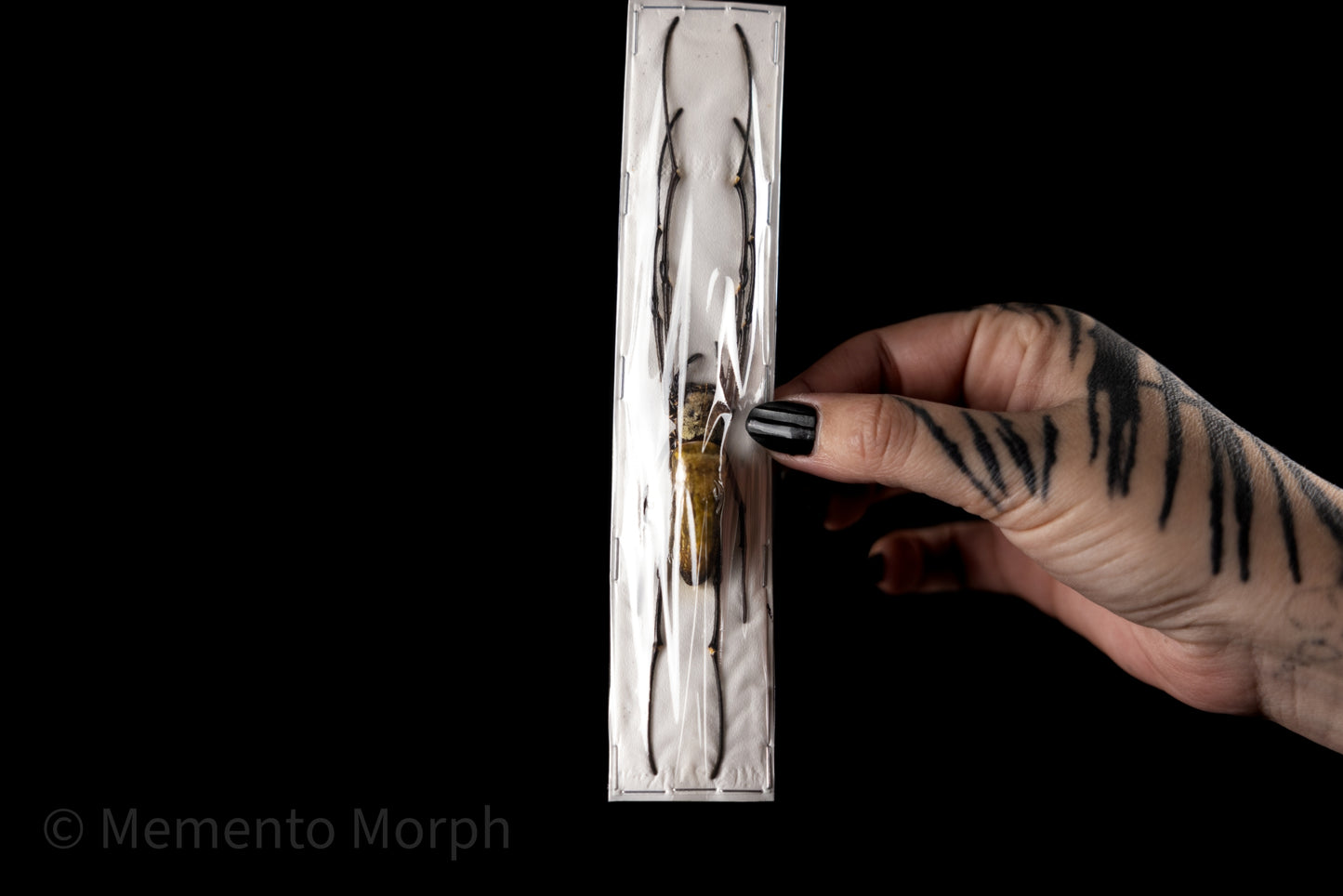 Nephila maculata (Unmounted)