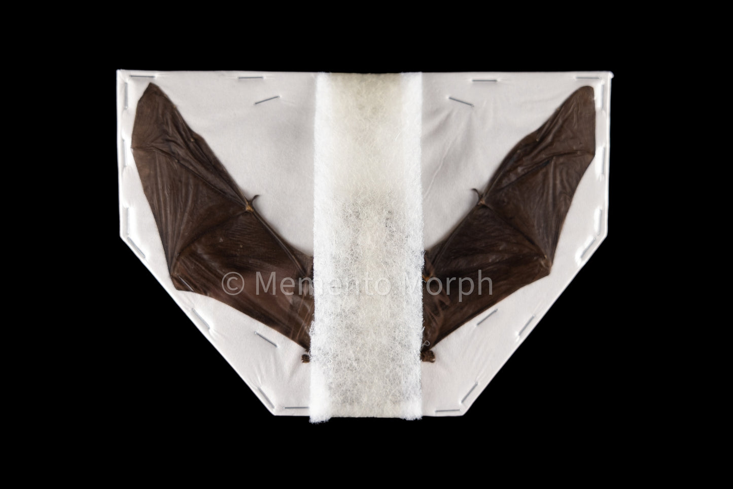 Pipistrellus Imbricatus (Preserved)