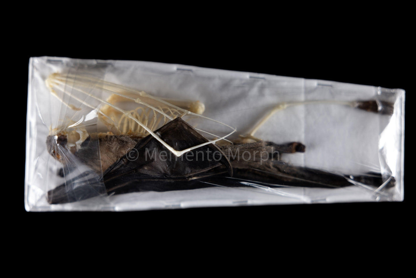 Roussetus Leschnaulti - Half Skeleton (Preserved)