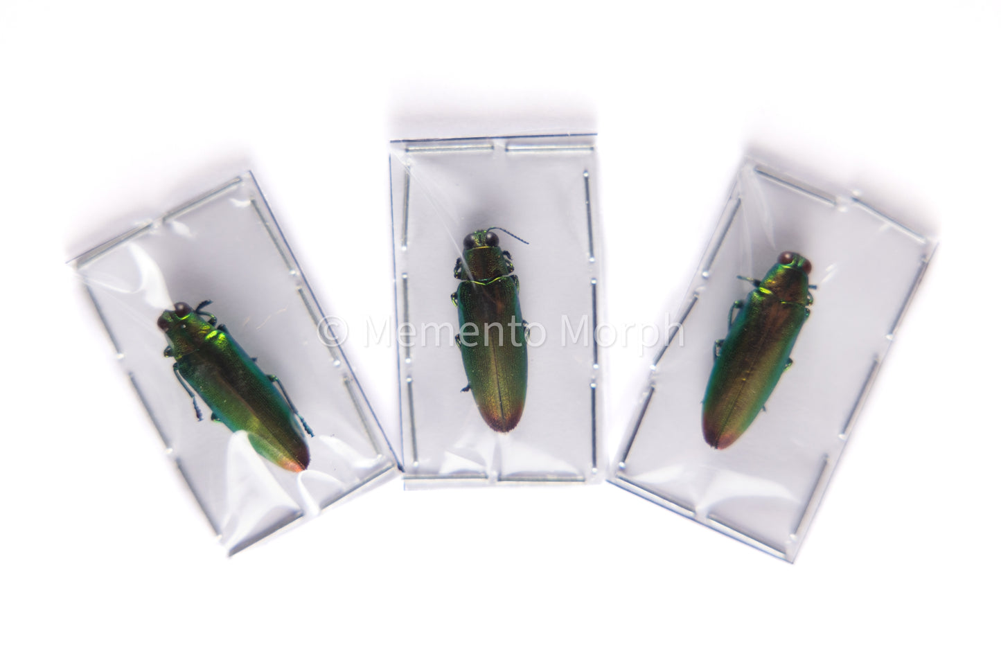 Chrysochroa Fulminans (Unmounted)