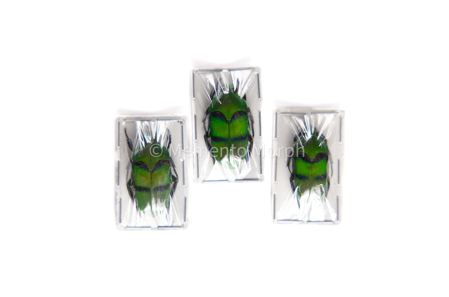 Ischiopsopha Bifasciata (Unmounted)