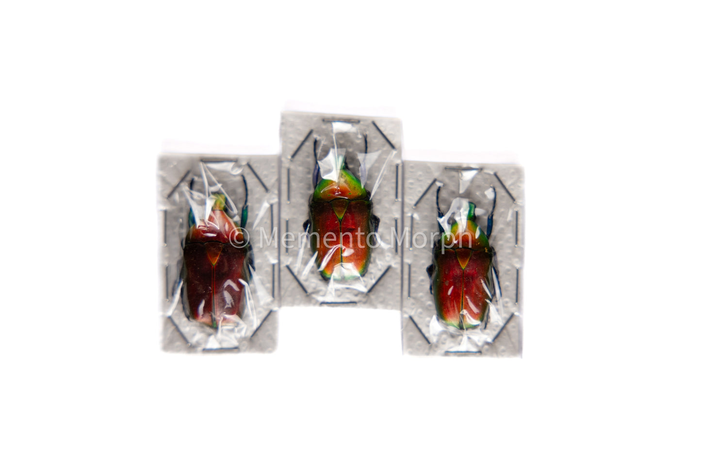 Rhomborrhina Flammea (Unmounted)