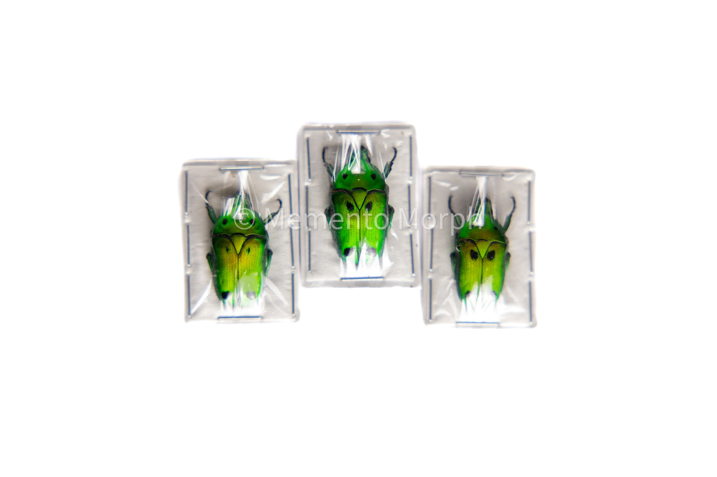 Heterorrhina Sexmaculata (Unmounted)