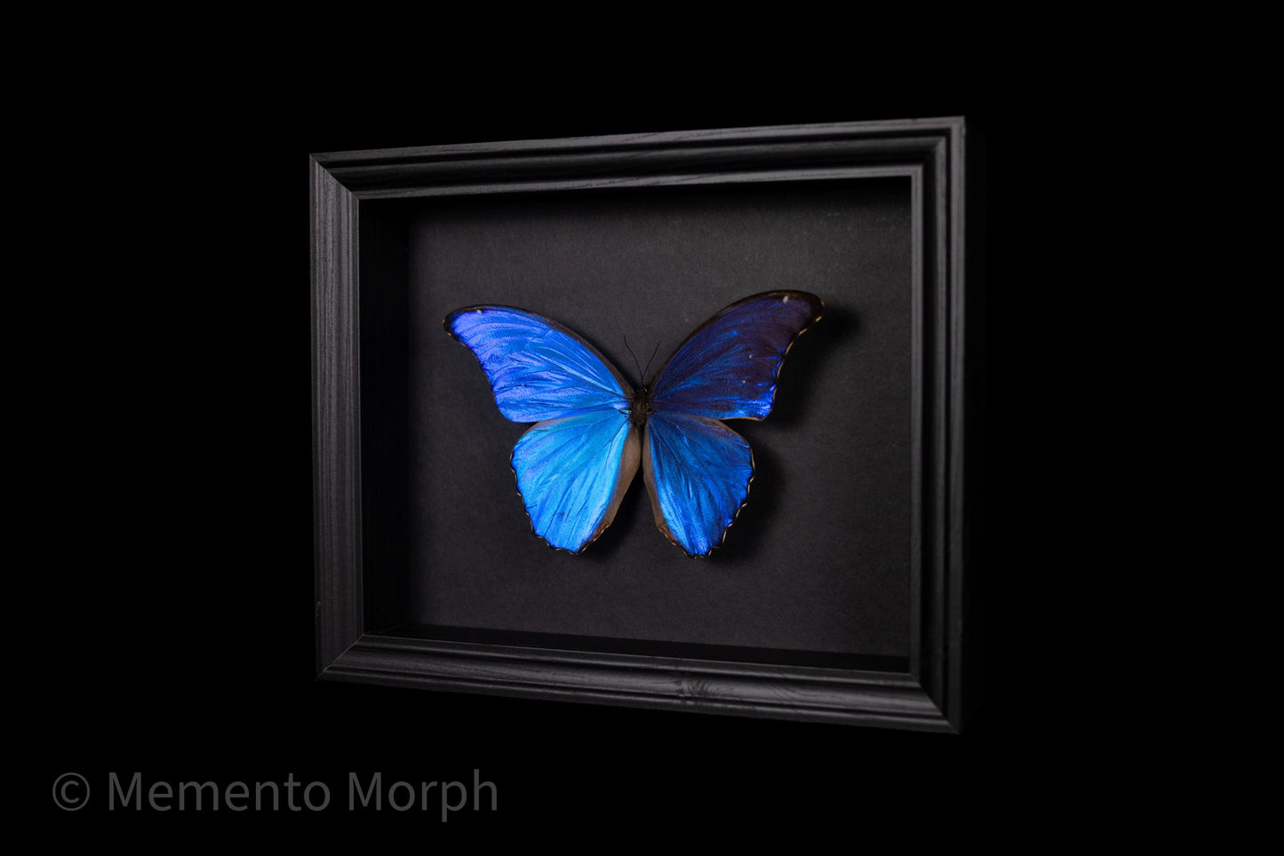 Framed Morpho Didius with Black Background