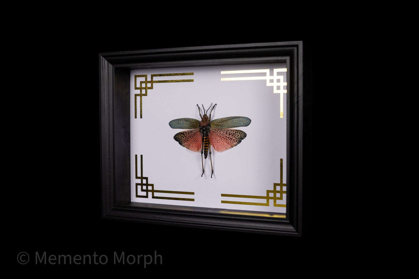 Framed Phymateus Saxosus with Gold Japanese Ornamental Background