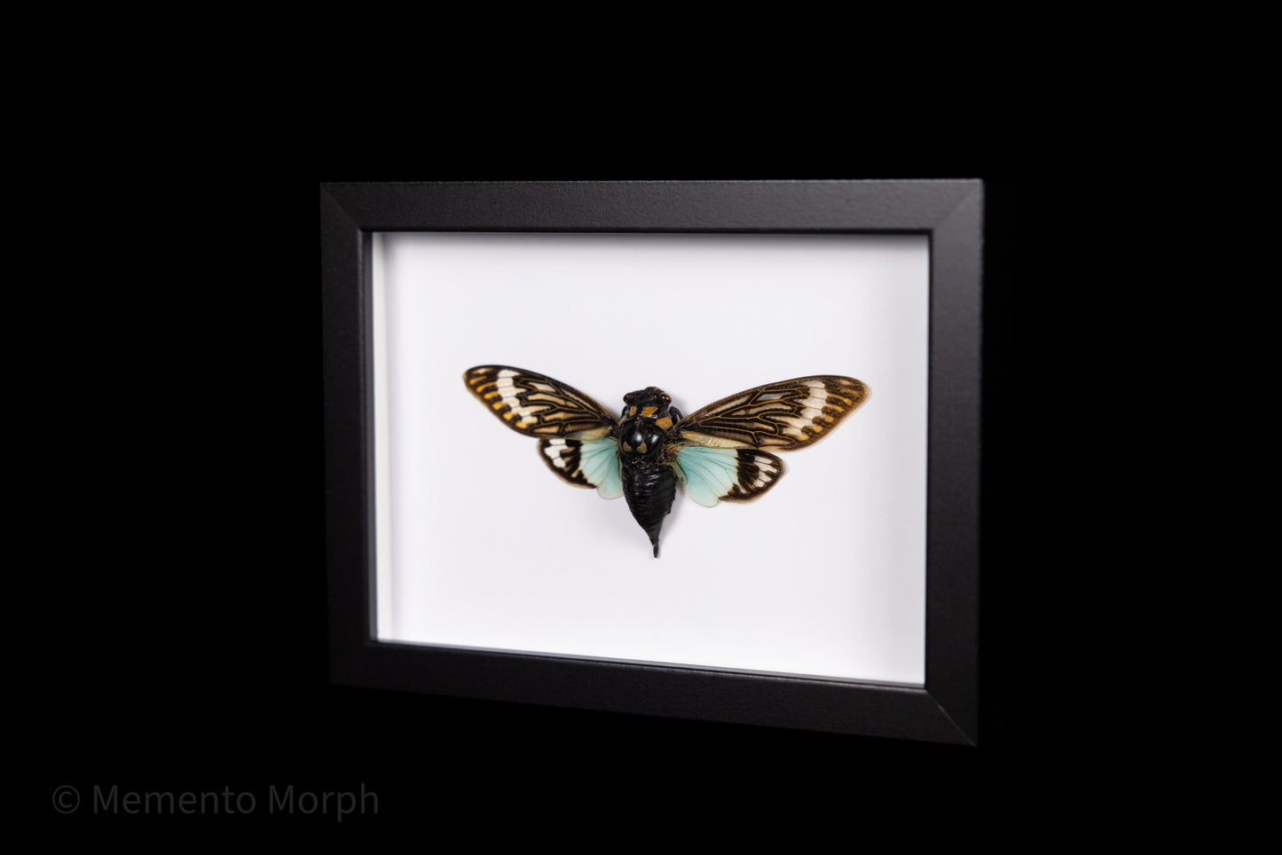 Framed Tosena Splendida with white Background