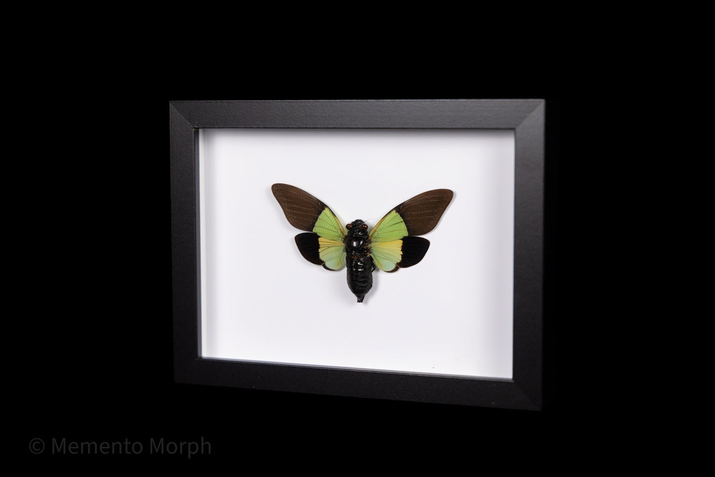 Framed Trengganua Sibylla with white Background