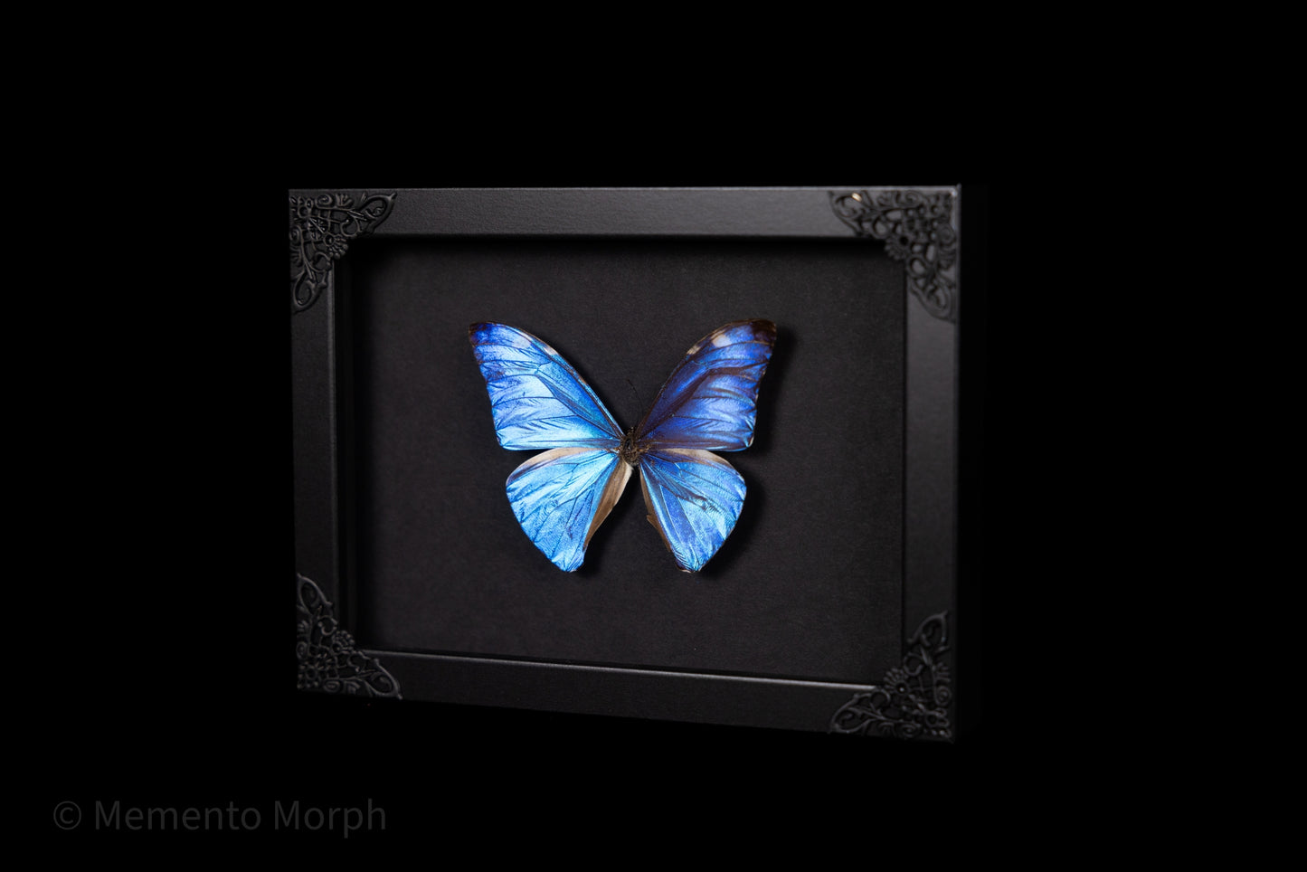 Framed Morpho Adonis with Black Background