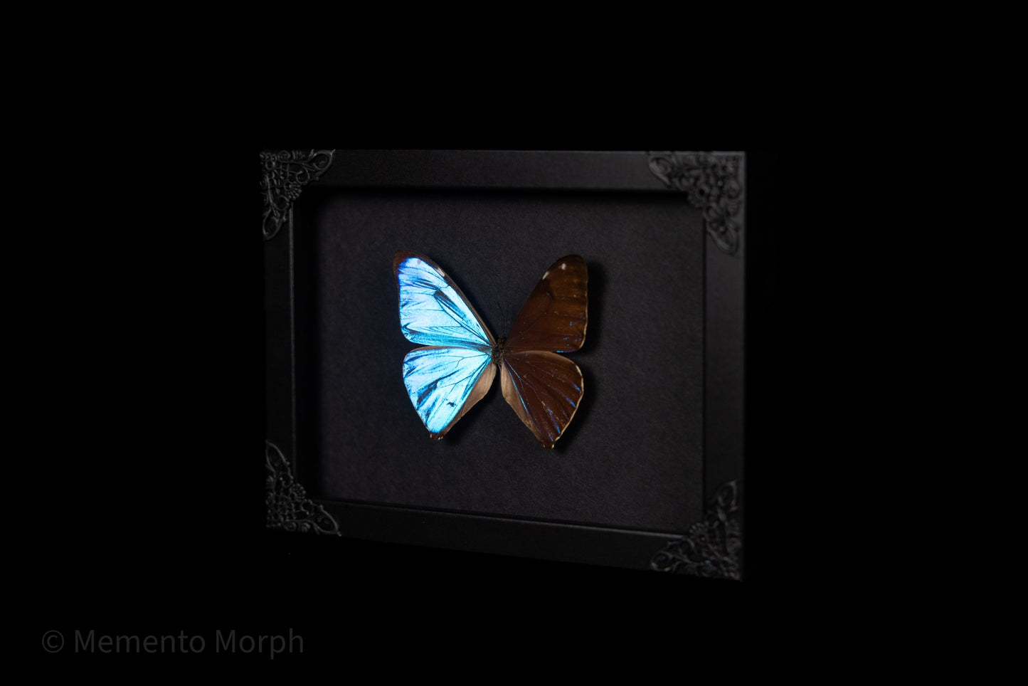 Framed Morpho Aega with Black Background