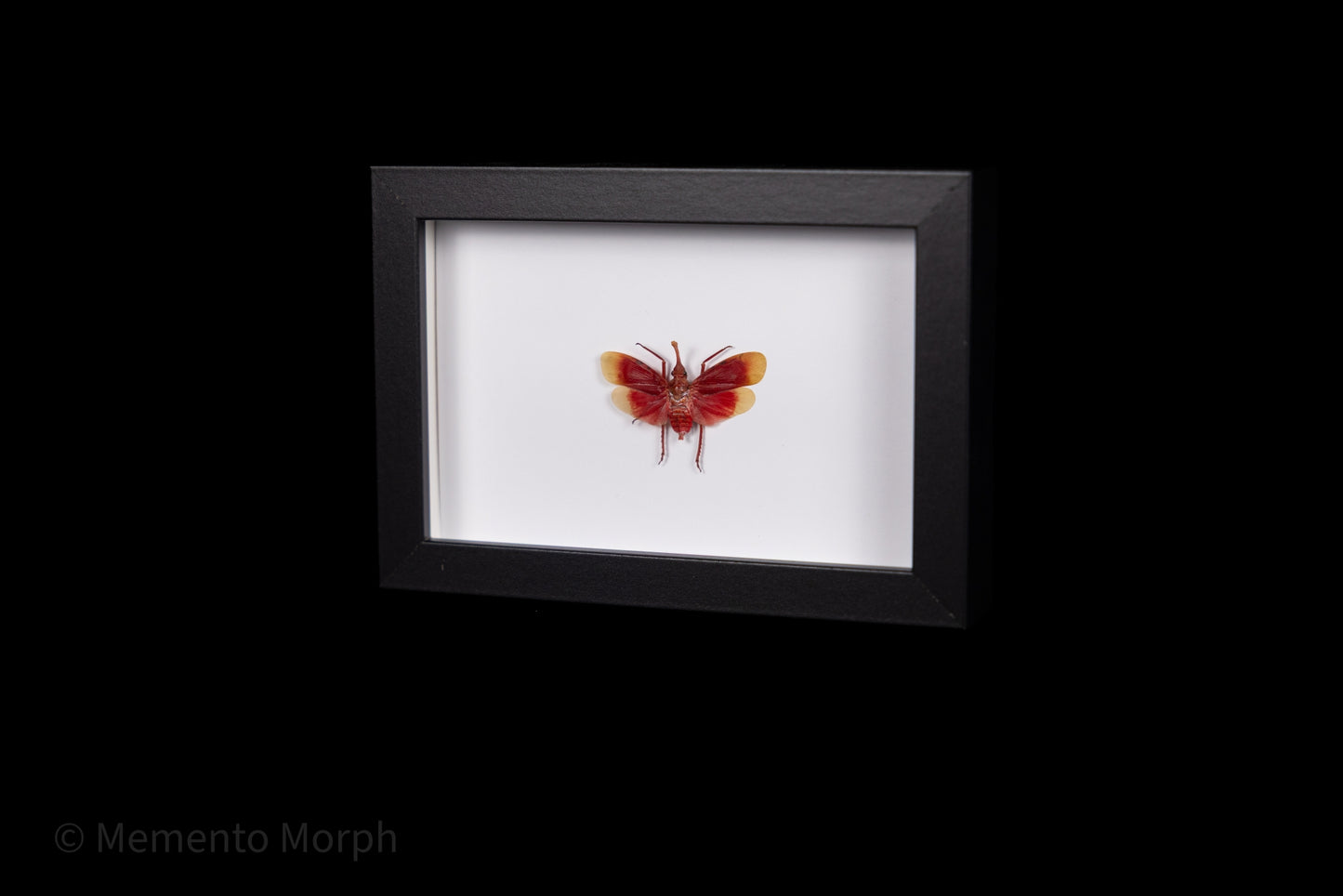Framed Pyrops Hamjahii with white Background