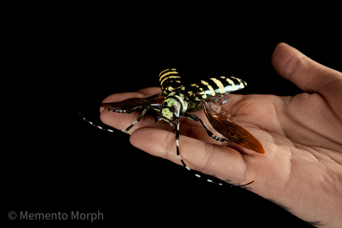 Anoplophora Graafi (Spread)
