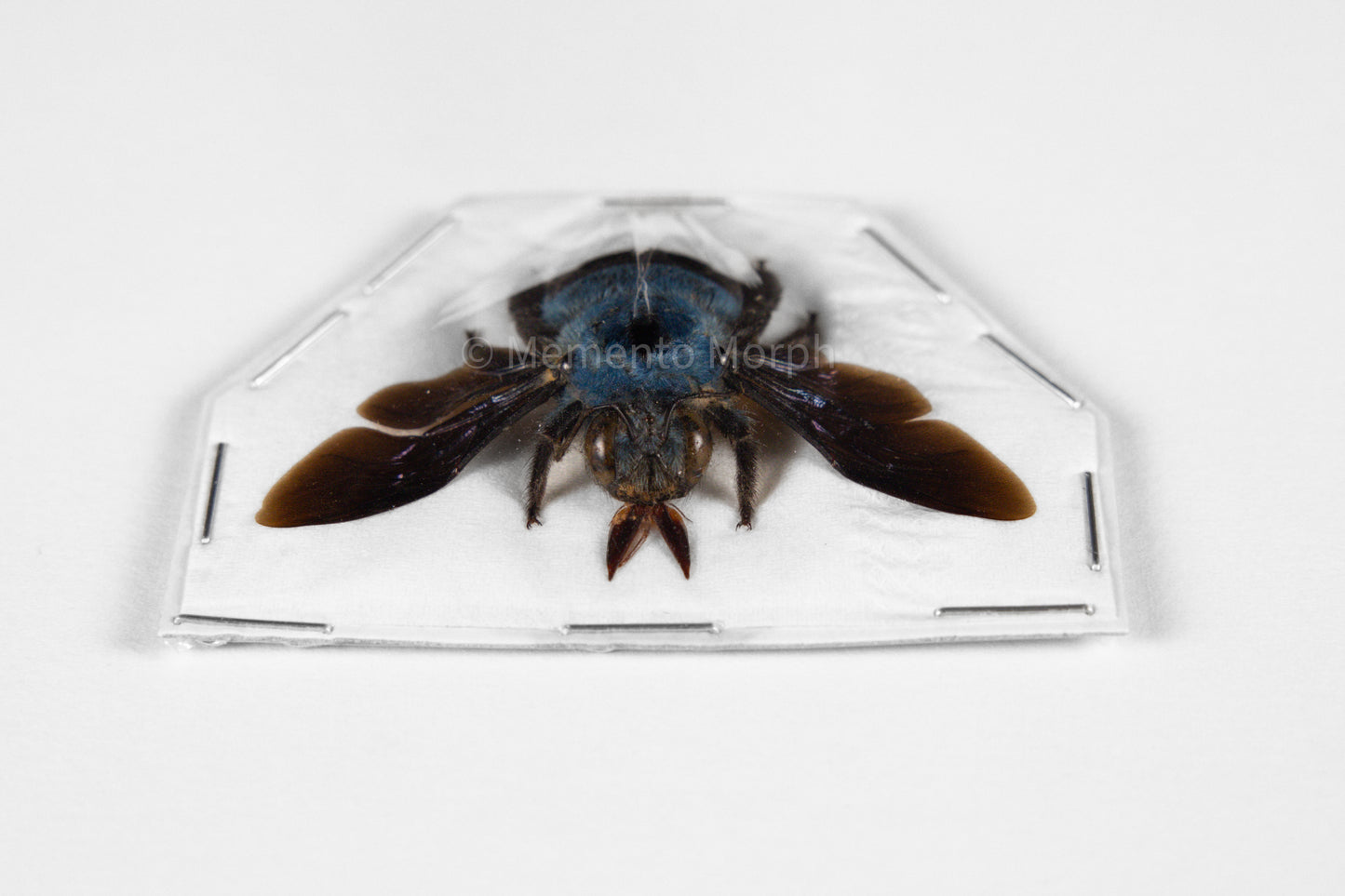 Xylocopa Caerulea (Spread)