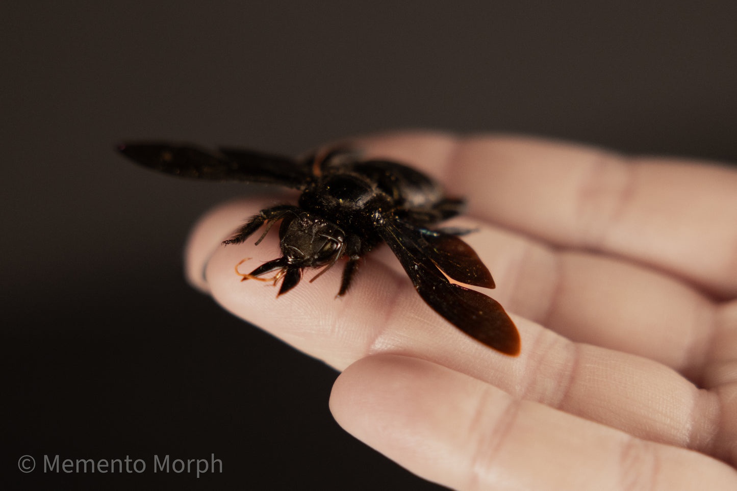 Xylocopa Latipes (Spread)