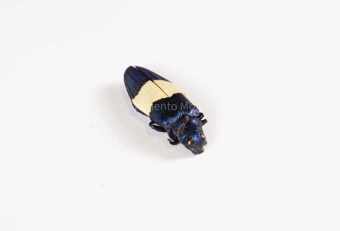 Chrysochroa Castelnaudi (Unmounted)