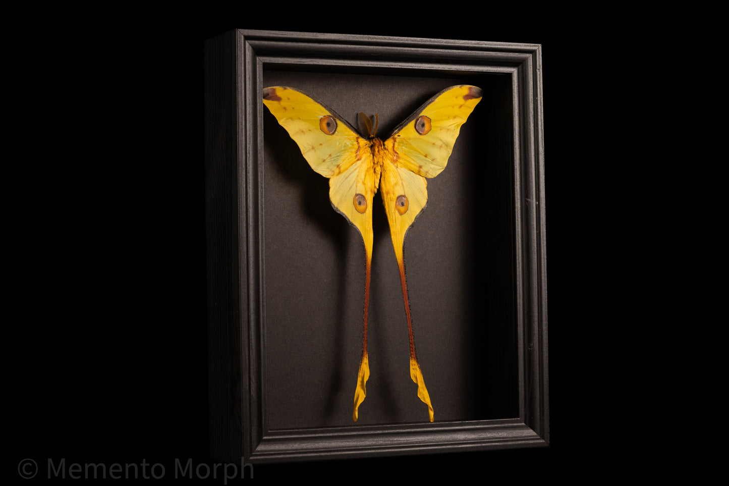 Framed Comet Moth with Black Background