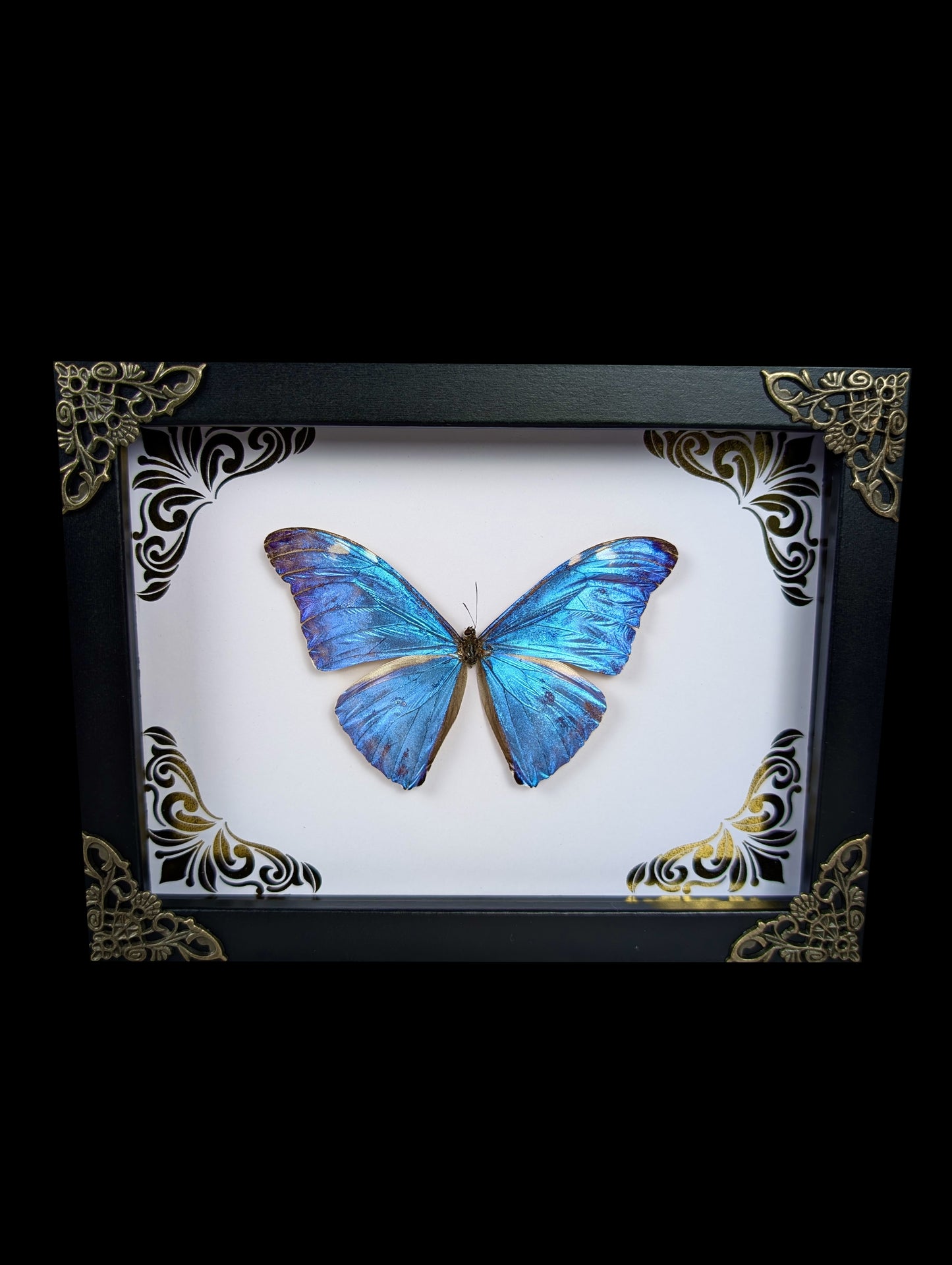 Framed Morpho Adonis with Gold Ornamental Background