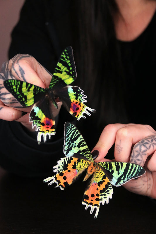 What Are Entomology Specimens Used For?