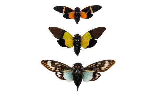 Cicadas & Symbolism: Voices of Transformation