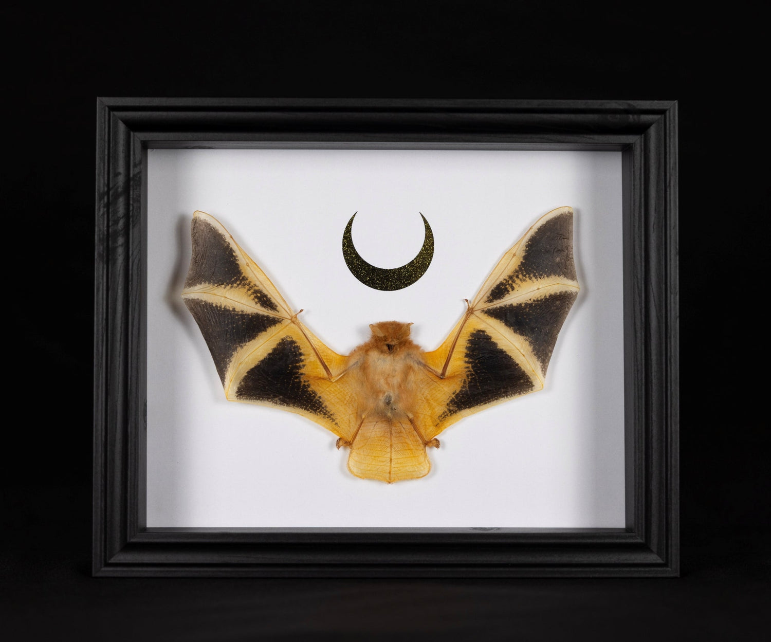 Framed Bats