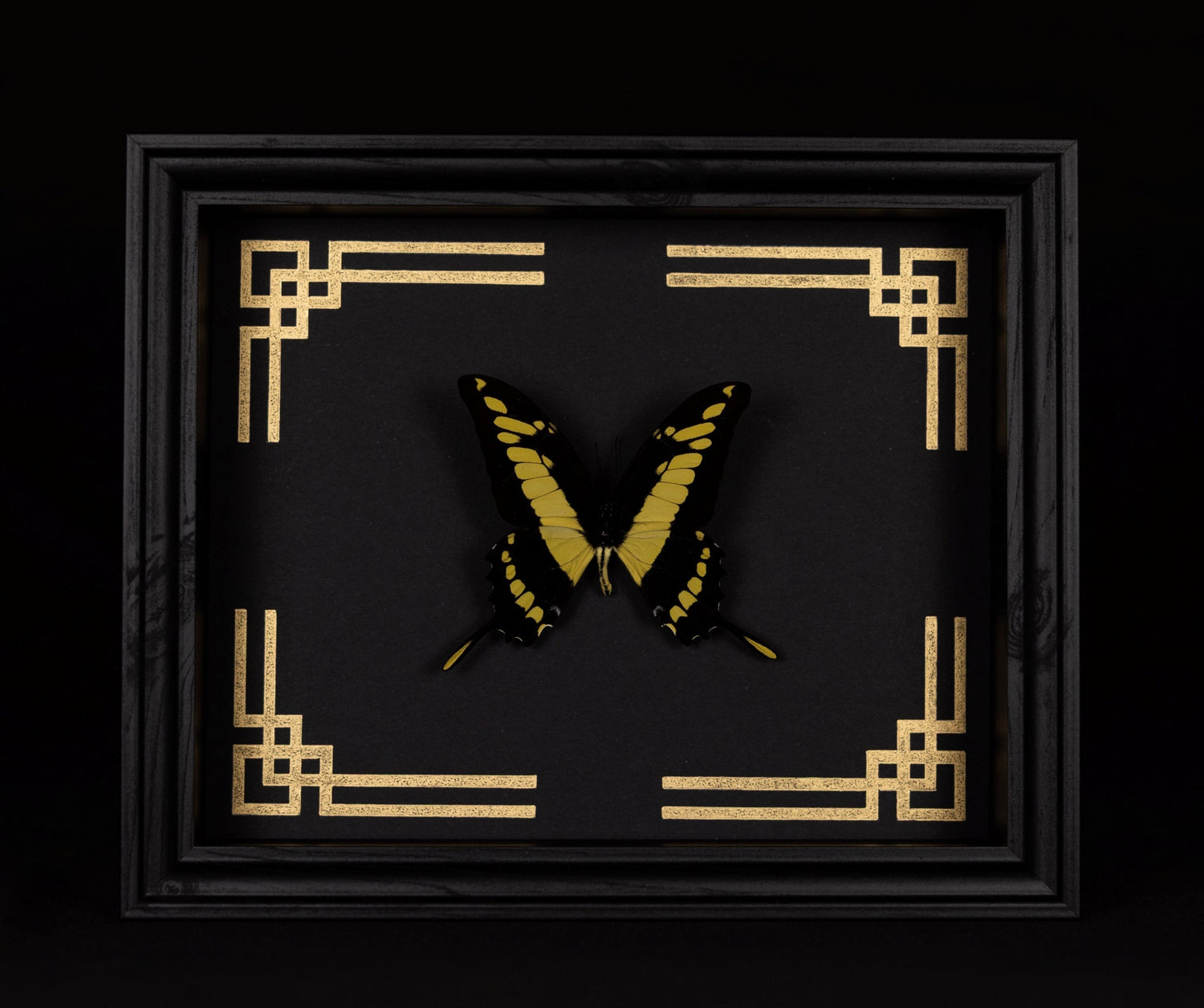 Framed Butterflies