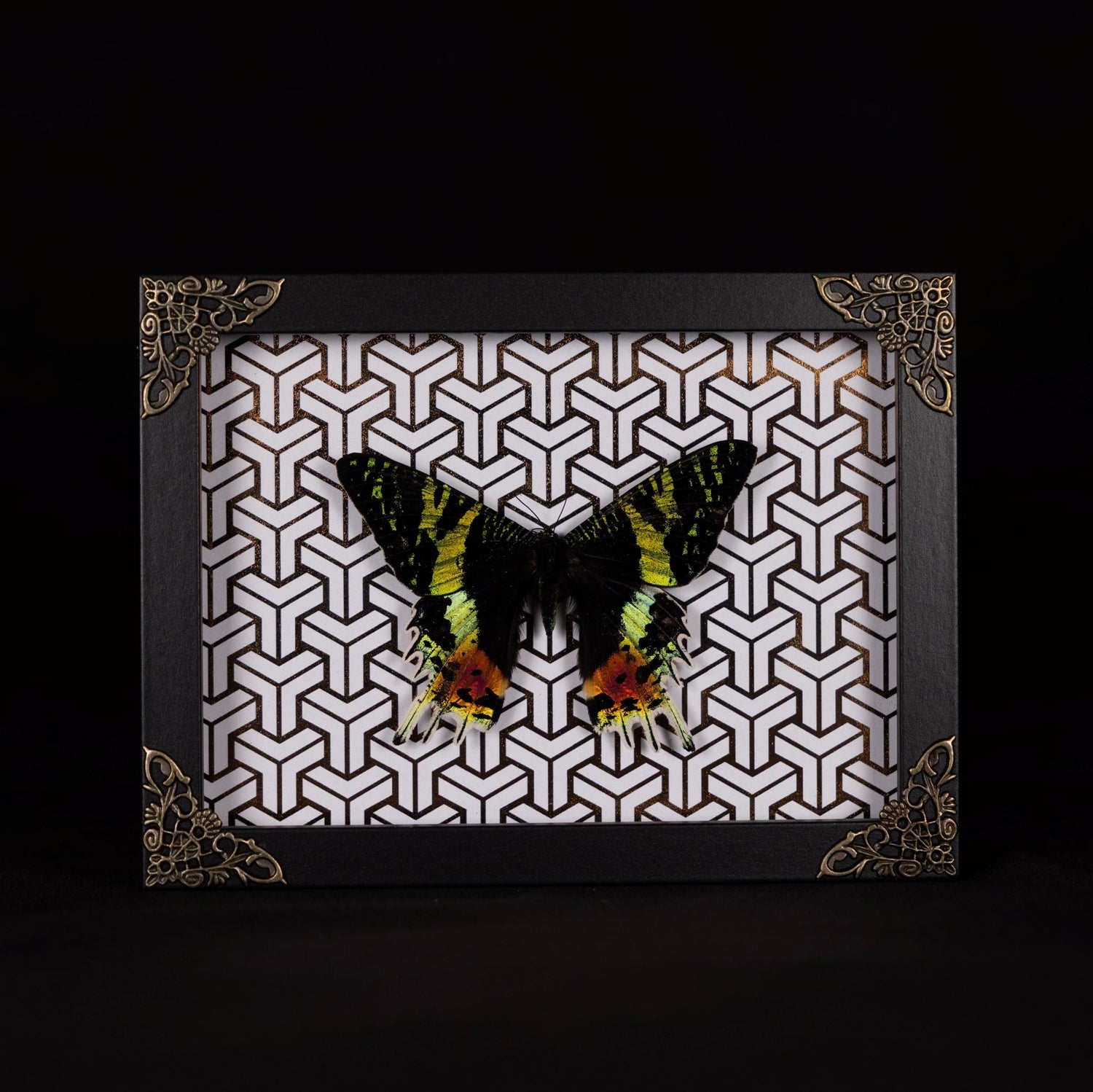 Framed Moths