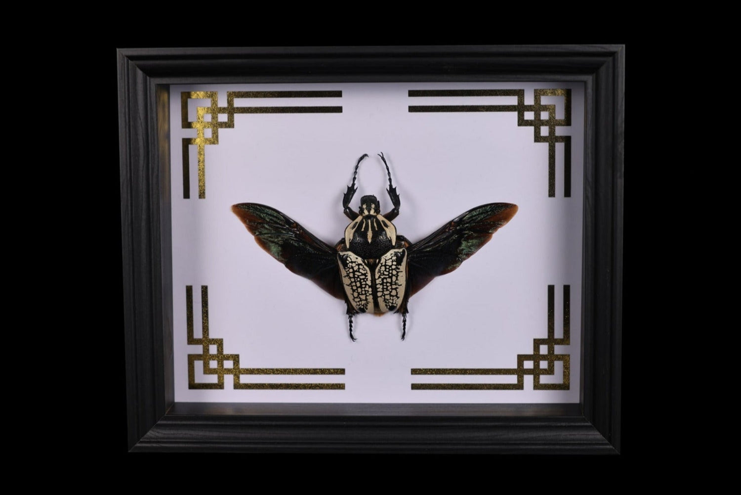 Framed Insects