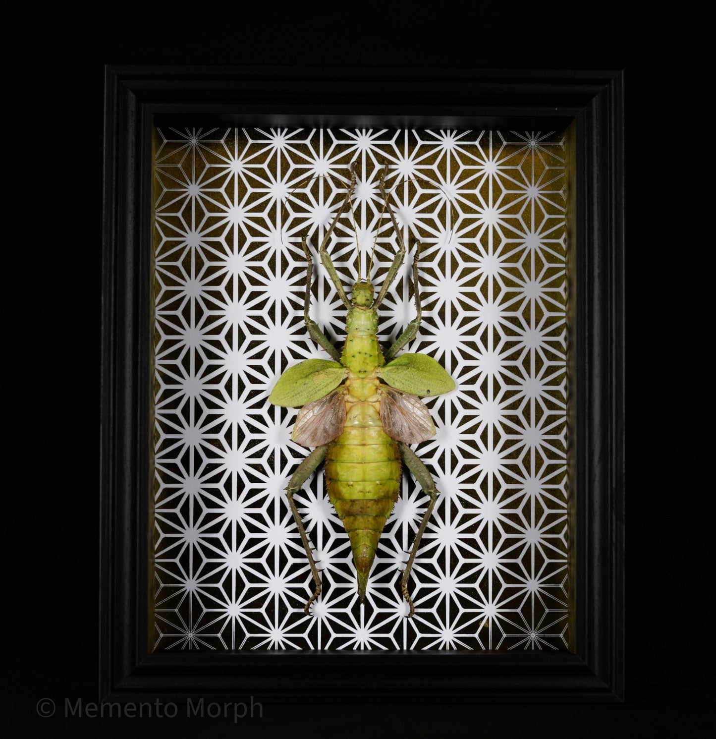 Framed Heteropteryx Dilatata with Gold Pattern Background