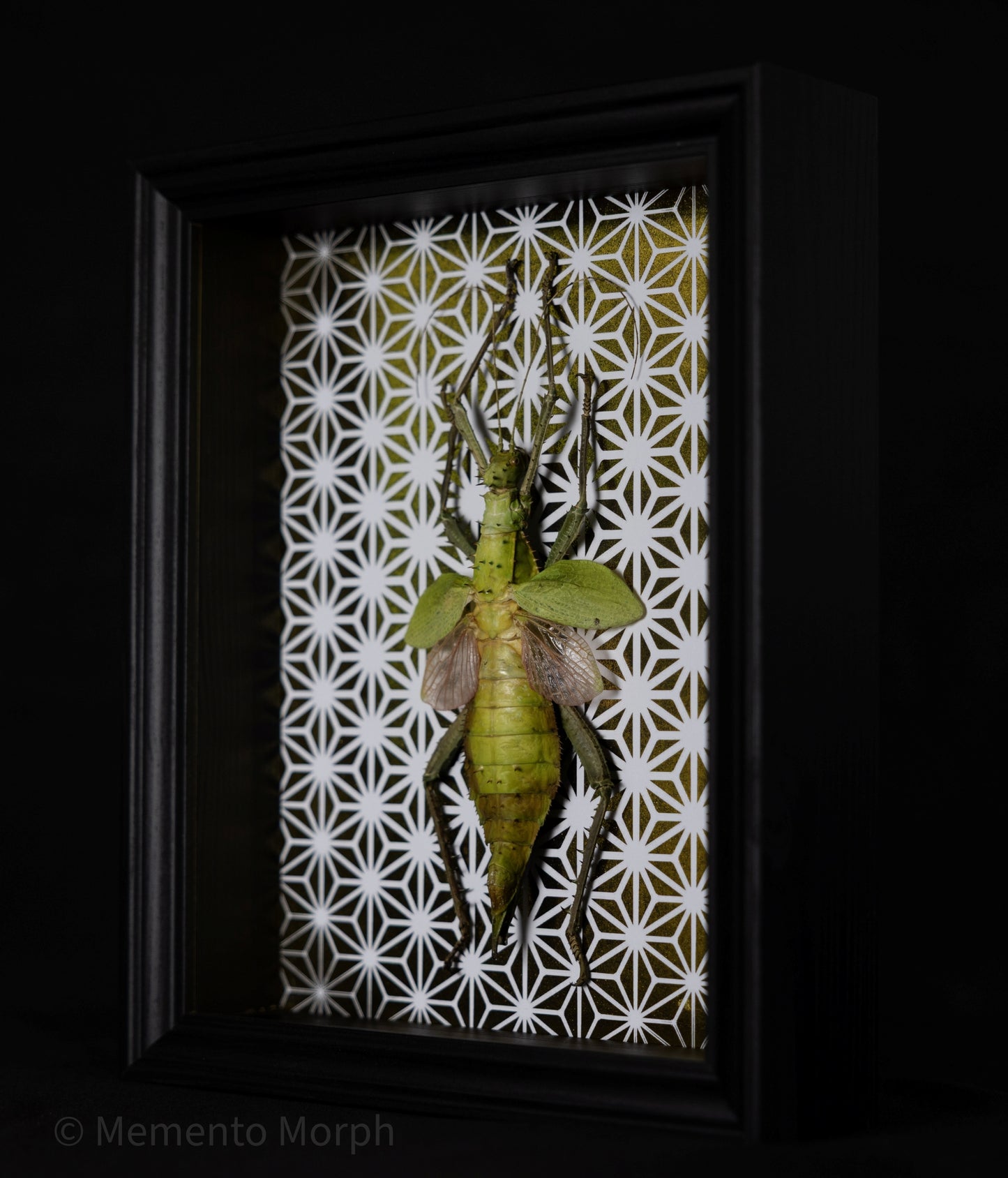 Framed Heteropteryx Dilatata with Gold Pattern Background