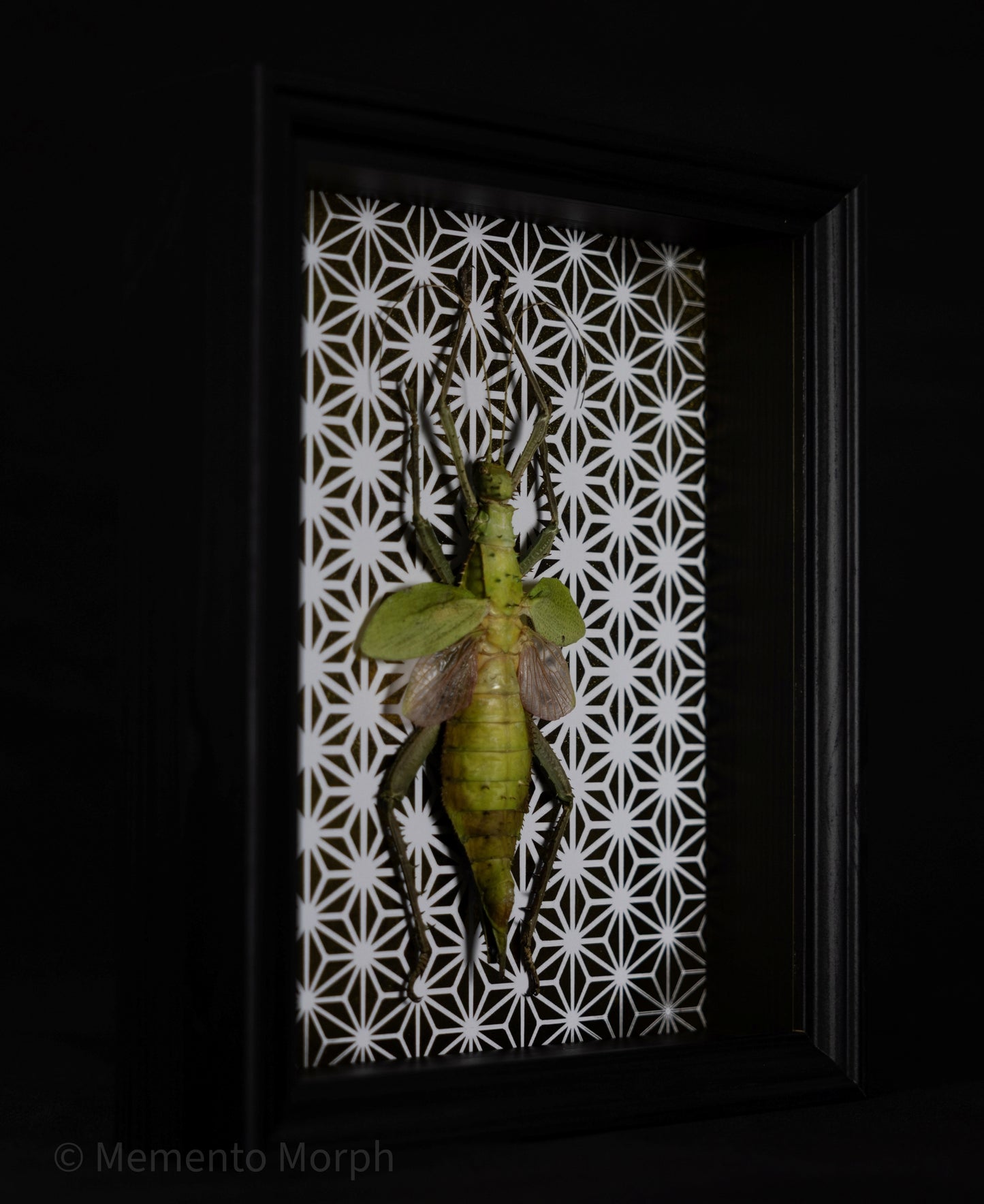 Framed Heteropteryx Dilatata with Gold Pattern Background