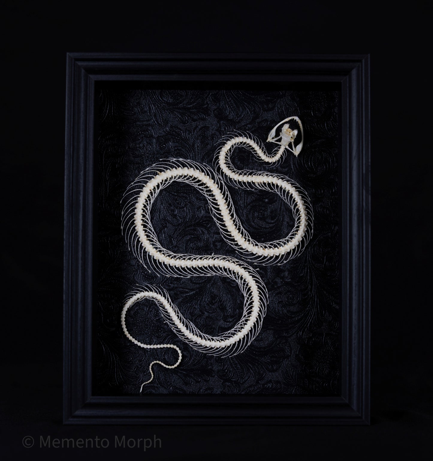 Framed Trimeresurus Albolabris Skeleton with Black Ornamental Background