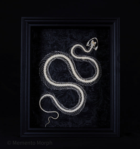 Framed Trimeresurus Albolabris Skeleton with Black Ornamental Background