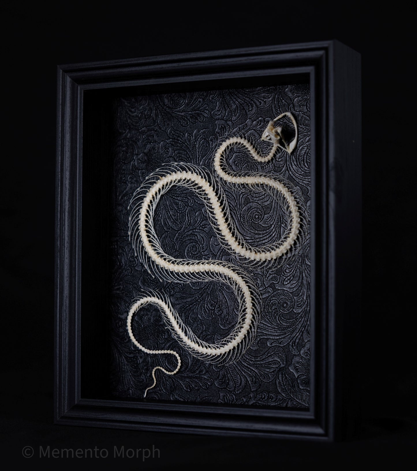 Framed Trimeresurus Albolabris Skeleton with Black Ornamental Background