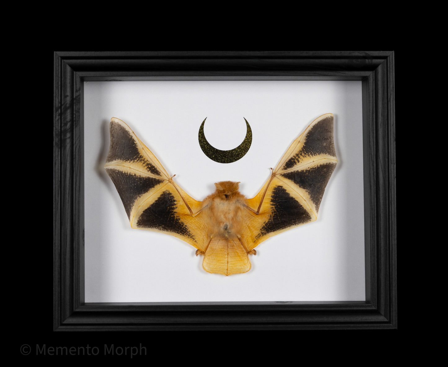 Framed Kerivoula Picta with Gold Moon
